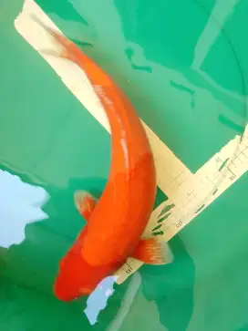Ikan koi Benigoi merah 45cm
