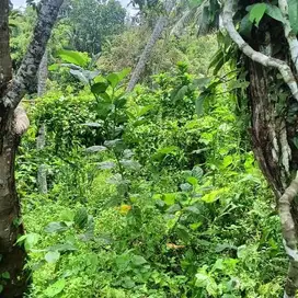 6000 sqm Commercial river front land in Kenderan, Gianyar