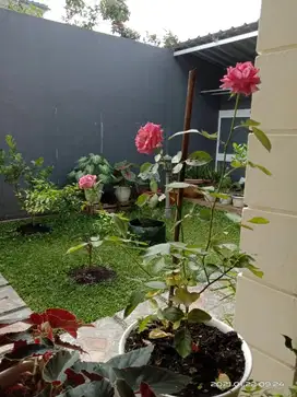 Di jual Rumah Asri di cluster Terdepan Sentul city