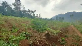 Tanah Kebun diatas Bukit 3139 m2 Kiarapedes Purwakarta