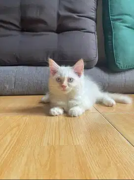 Open adopt kitten mix persia himalaya