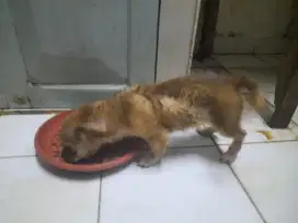 Anak anjing pranakan