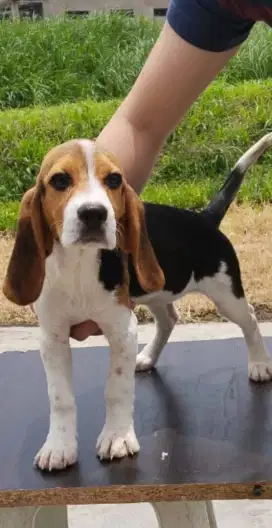 Beagle calon indukan