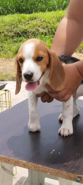 Beagle calon indukan