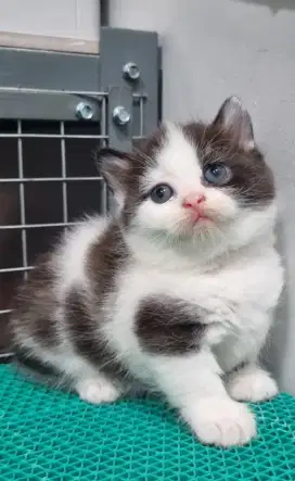 British munckin kitten