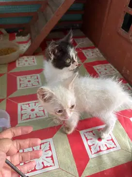 Dicari yng mau adopsi