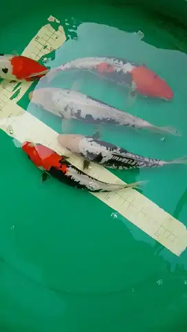 Ikan koi jenis Beni Kumonryu 24cm