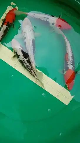 Ikan koi jenis Beni Kumonryu 24cm