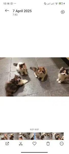 Kucing kitten ras persia flatnose calico longhair betina