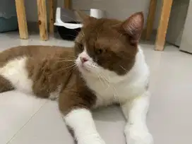 BSH British Shorthair Jantan Male Cinnamon Bicolor