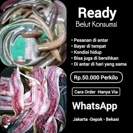 Bahan makanan belut segar buat konsumsi