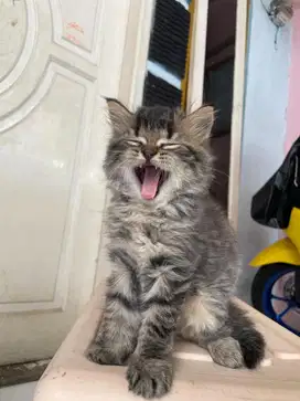 Kitten persia jantan