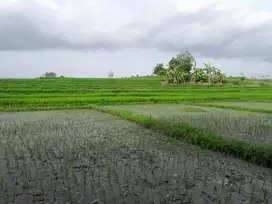 Di Jual Tanah Bagus , Super Premium di Munggu Cepaka