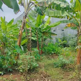 Tanah Tembalang Bulusan Undip