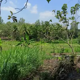 Tana view sawah area nanggulan harga termurah akses mudah