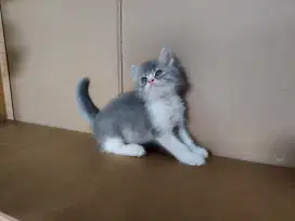 Kucing Persia Medium