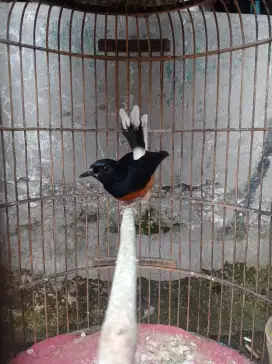 Burung Murai semi gembung bisa tt