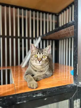 Adopt BSH golden x BSH Lilac