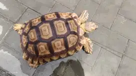 Sulcata 33cm sehat rakusss