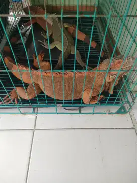 iguana super red jumbo