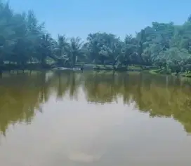Disewakan Tambak Murah Percut Sei Tuan