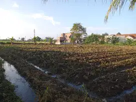 Kepastian Legalitas, Kavling 2 Jt an Dekat Perguruan Tinggi Kesatuan