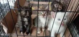 4 anak Kucing sehat2 dan ibunya