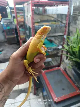 Iguana  green Albino