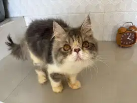 Kucing Peaknose Persian Jantan Usia 3.5 Bulan