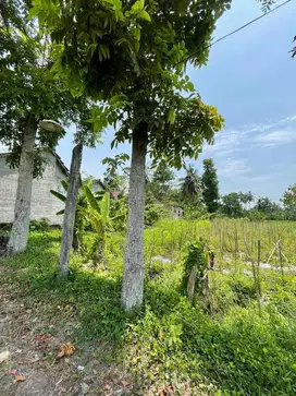 Dijual Tanah Sawah Zona Kuning di Margorejo Tempel Sleman