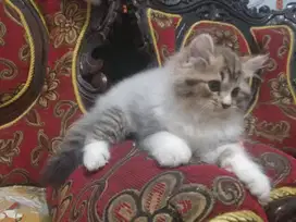 kucing imutt mumer bawa hoki rejeki