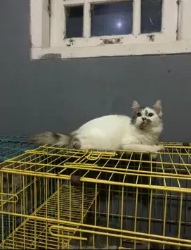 Borongan kucing dan perlengkapan nya