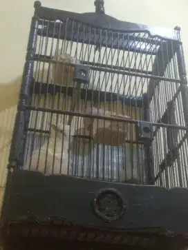 Burung jalak istimewa