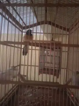 Burung murai Medan cewe