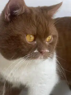Kucing Bsh Cinnamon