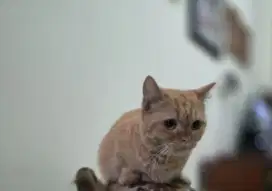 Kucing bsh munchkin