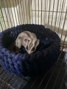 Sugar glider grey