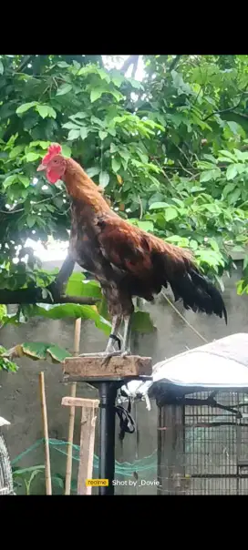 Ayam ketawa muda