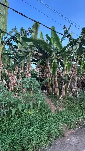 Tanah Dijual Jatimulyo