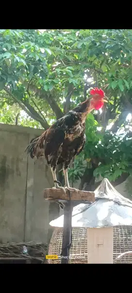 Ayam ketawa muda