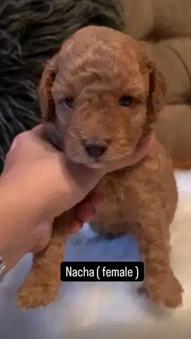 toy poodle non stb non vaksin betina & jantan