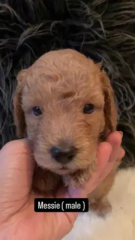 toy poodle non vaksin non stb jantan & betina