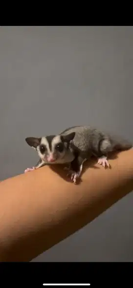 Jual Murah Sugar Glider karena ga mau nambah kandang