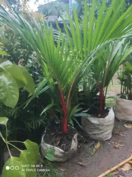 Pohon palem merah tinggi 1mtr