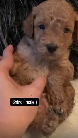 toy poodle jantan & betina non stb dan non vaksin