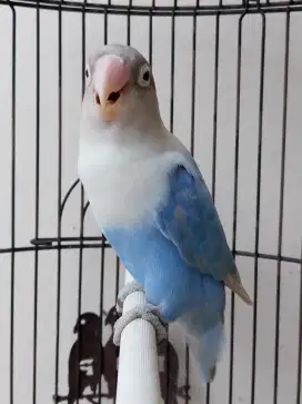 Burung lovebird betina cantik mapan josss