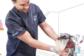 Dibutuhkan groomer pengalaman dan kennel boy PET SHOP