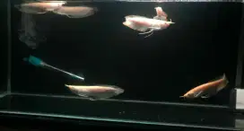 Arowana silver albino