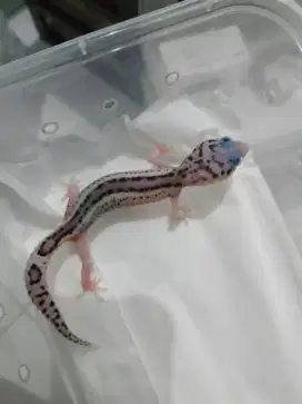 Gecko anakan corak tegas warna semburat merah kebiruan