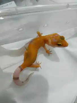 Gecko anakan 1bln lbh warna kemerahan tegas pekat cerah redhot